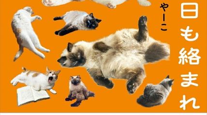 容赦のない猫たちに今日も絡まれています ∙ Hyped.jp