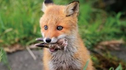 老人と狐 ∙ Hyped.jp